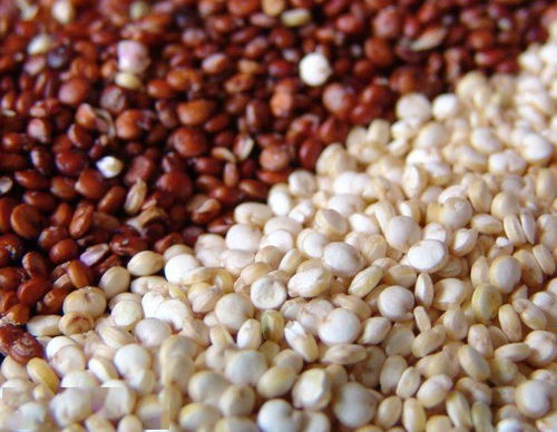 藜麦 谷物之王的生存智慧与营养奥秘